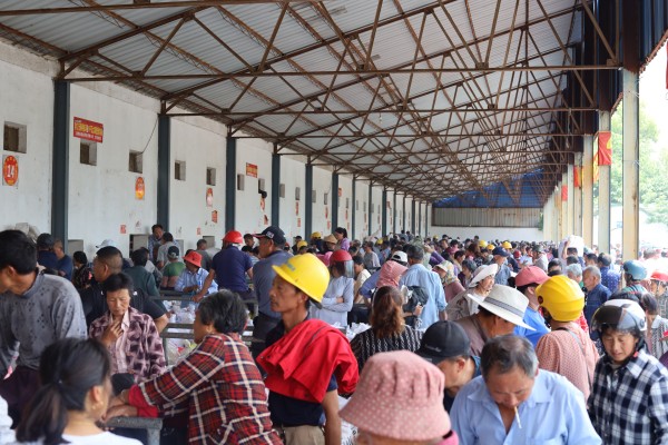 1686556443244029.jpg 蠶農(nóng)排隊(duì)賣繭場(chǎng)景_副本.jpg